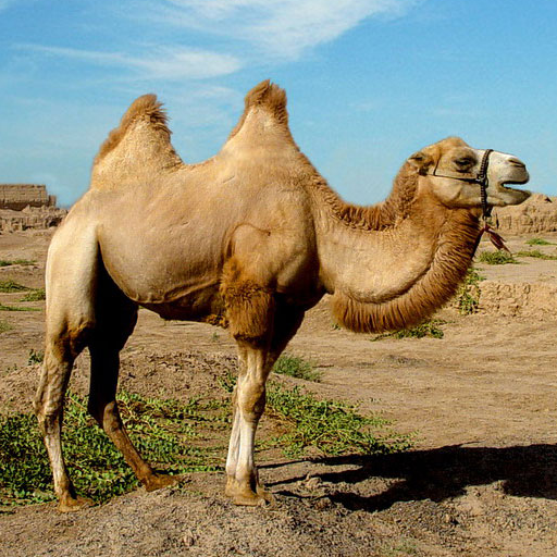 Camels Jigsaw Puzzles yaJ5gNp4kNUKv0gaVzp_-A4BRyScPmkJAgOfCgnnqUE1l3h4g56uQqhwYB7Zj41-Hw
