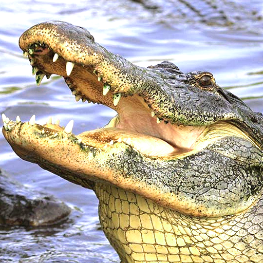 Croc Hunting : Alligator Games iIeCr-lFclr7mHqweToq8ytt1iTn8v7ekormvPmibgdstWmKa222gqCmBeSSS8GOmOU