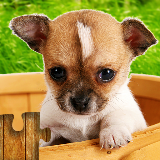Dogs Jigsaw Puzzle Game Kids rslkEtHmy4mqBzCib6Ypran0hDZF7FexQuoi-QnqzF7tpEGcfz_gD0X1UlhBD-0W4q0