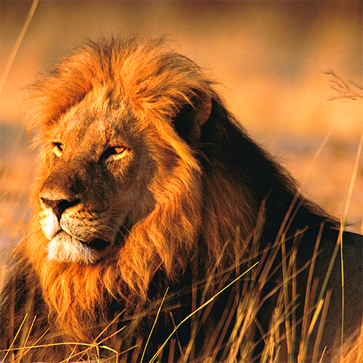Hungry Lion : Lion Games v3S1GRE9-BorF_EQT2hoEzRL_0Y6DcU7W9Jc2uoK61KI2xaAzSdeR4KZ_TLY7vptbOg