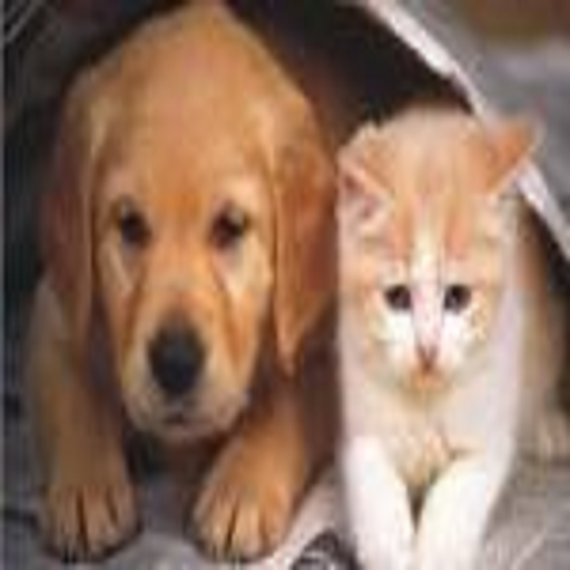 Neighbor (0/1 or Dog/Cat) Game 7hfRL00a6Z2cjmRQCjCTmv6o-n246Y5lISjZveSSFWjAgR6ndf_ntJ4YD8y2Ct9eXKw