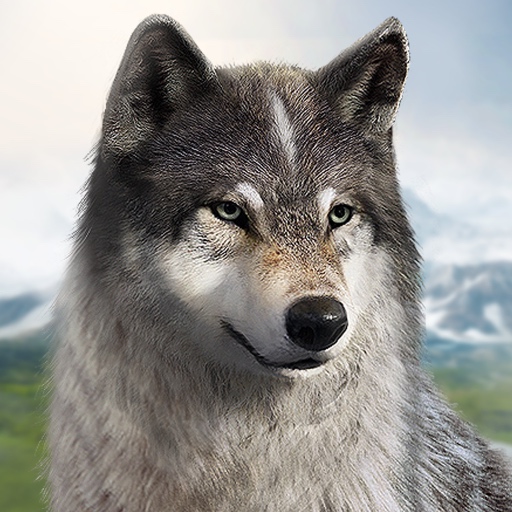 Wolf Game QMuok7o7dtD2fiAZeQo0z7iajGtWi5LDopYiIqmFDuJZTXuufA1PCMqaEZLbTnILXA